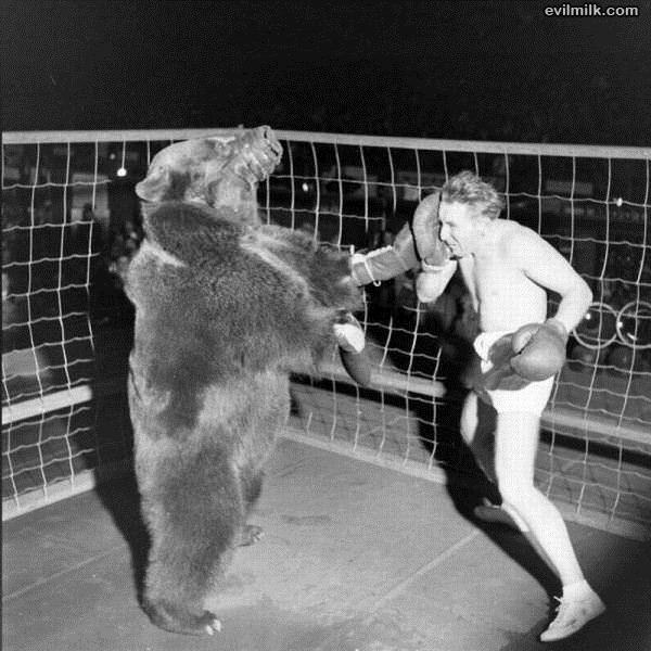 Bear_Boxing.jpg