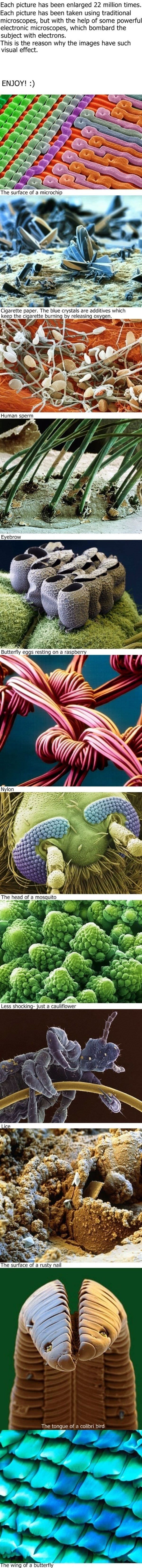 Cool_Microscope_Pictures.jpg
