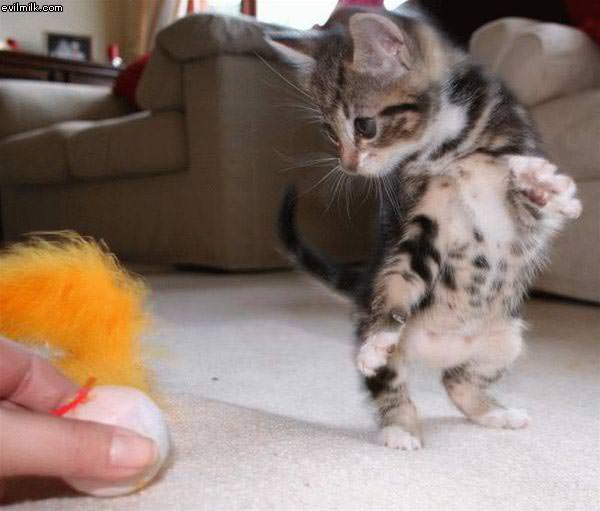 Kitten_Playing.jpg