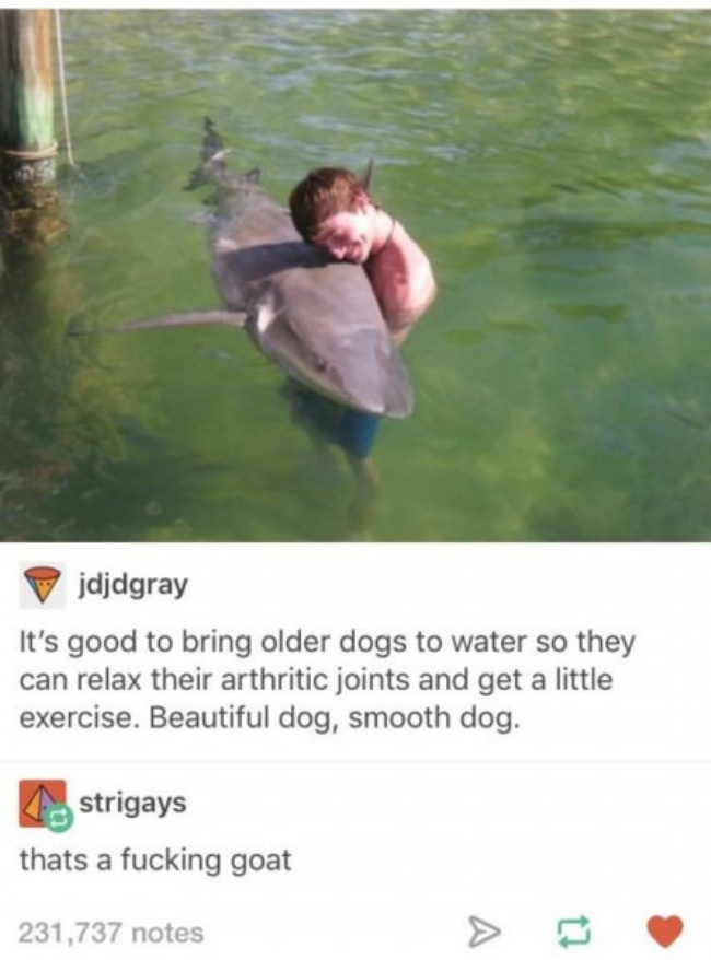 animals