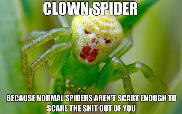 spiders