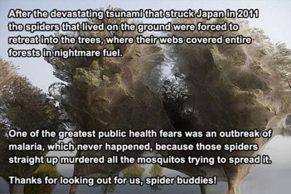 spiders