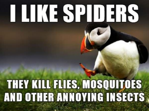 spiders