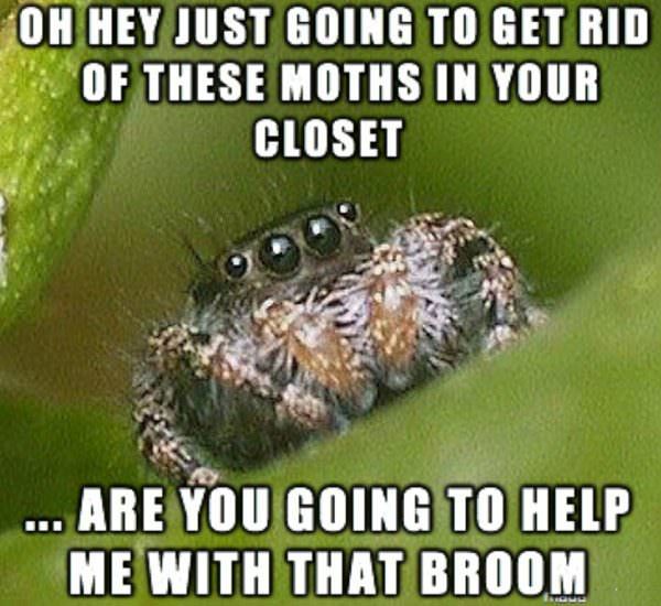 spiders