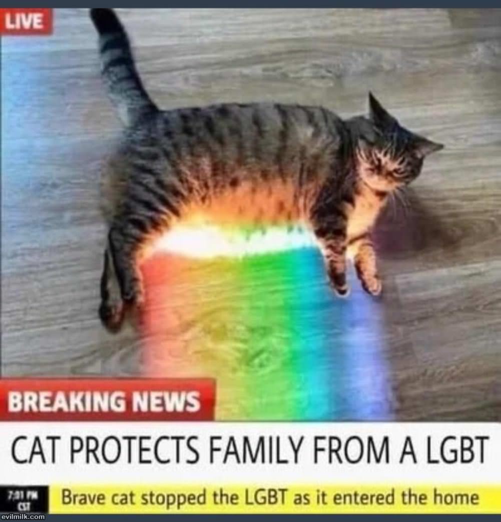 A Brave Cat