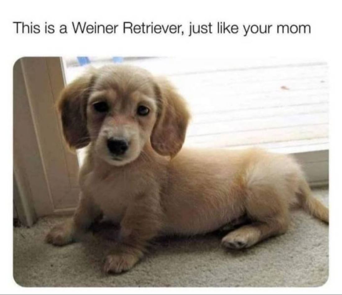 A Weiner Retriwver