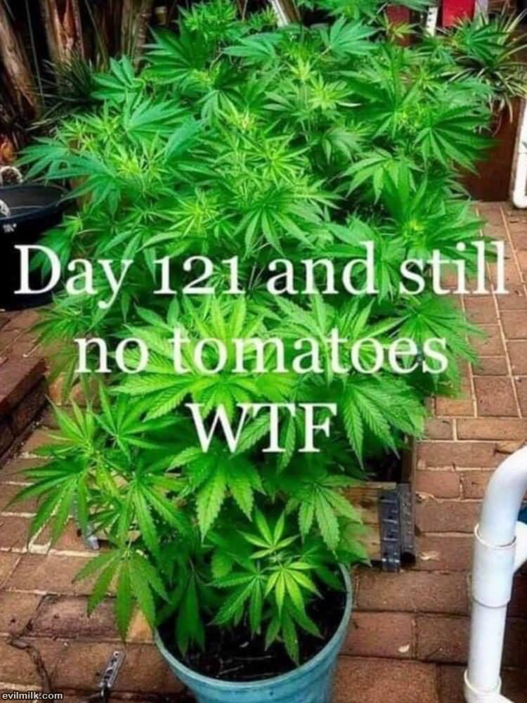 And Still No Tomatoes