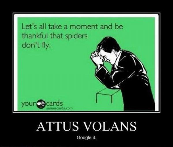 Attus Volans