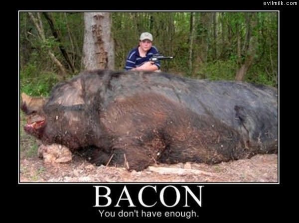 Bacon