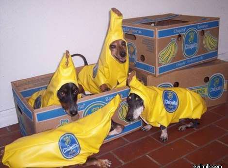 Banana Dogs