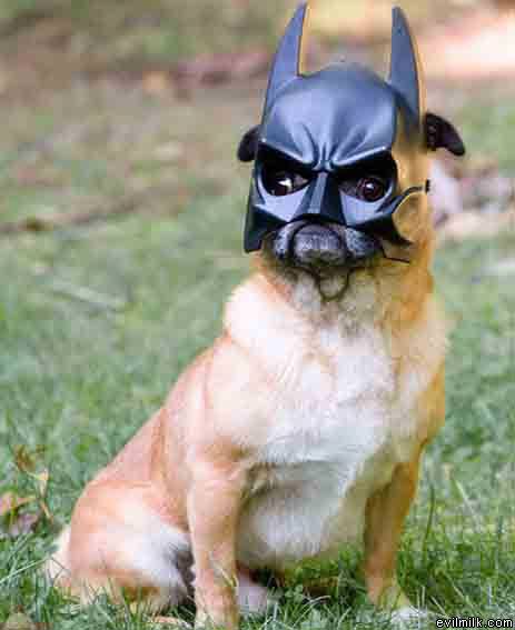 Batdog