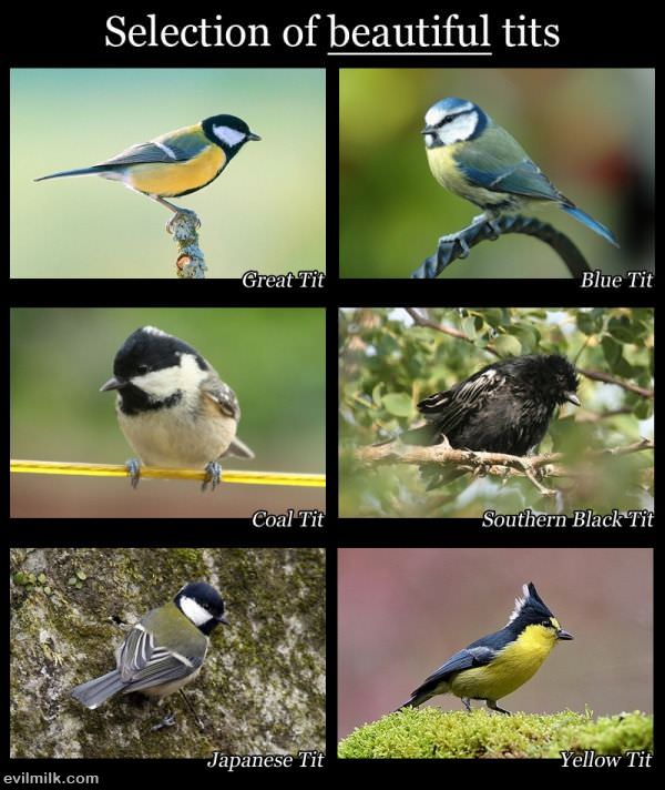 Beautiful Tit Selection