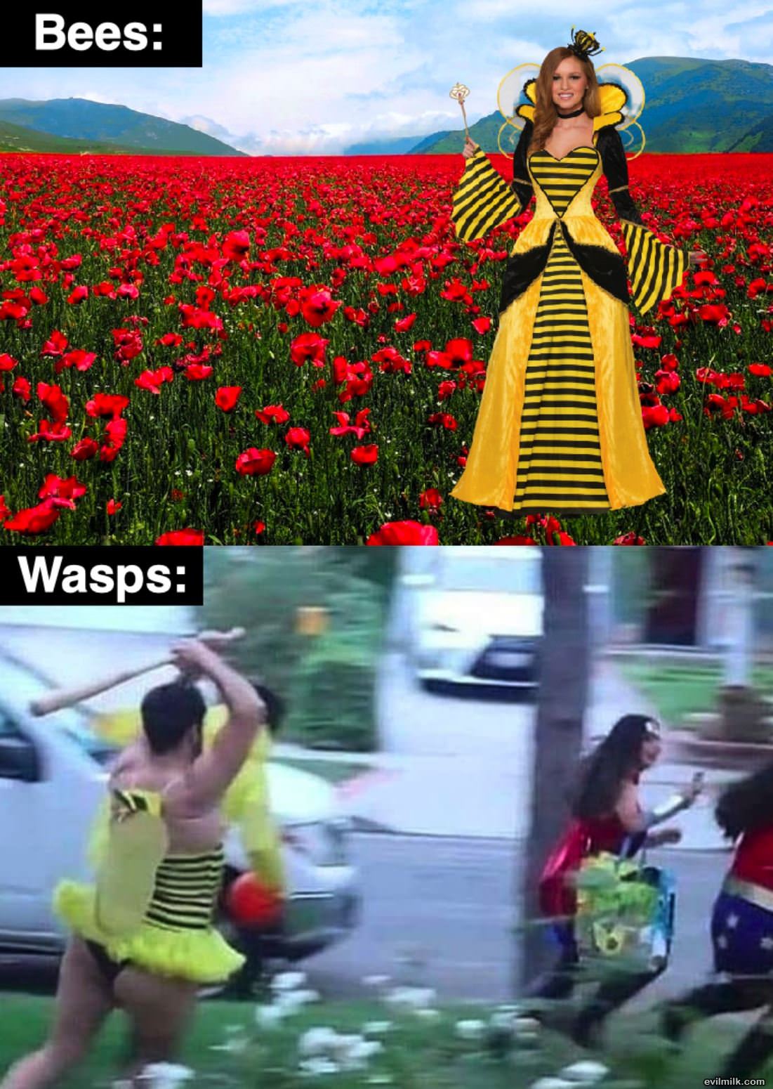 Bees Vs Wasps