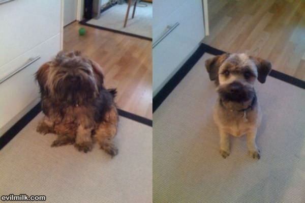 Before And After Haircut