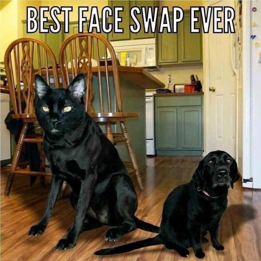 Best Face Swap Ever