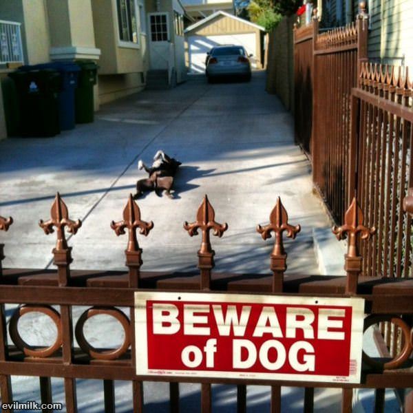 Beware Of Dog