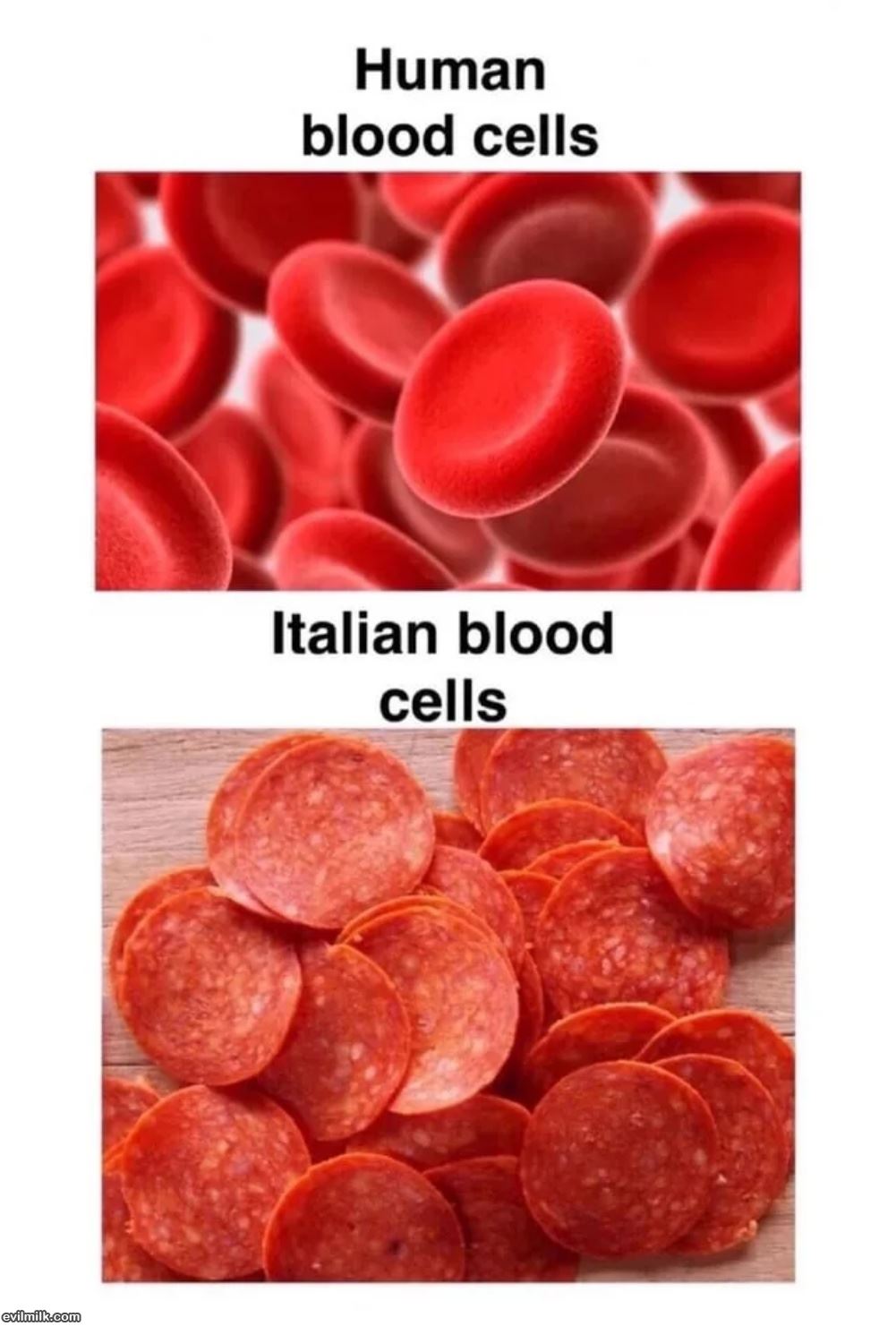 Blood Cells