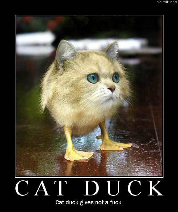 Cat Duck Gives Not