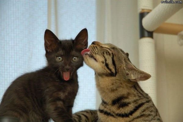 Cat Lick