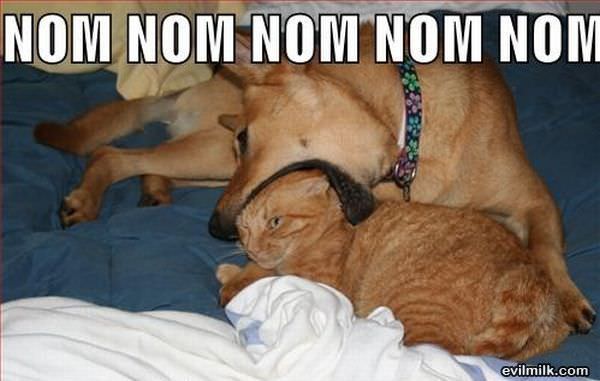 Cat Nom Nom