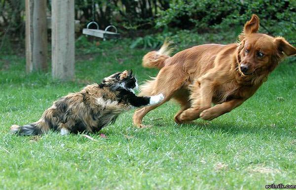 Cat Owns This Dog