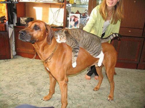 Cat Riding Dog