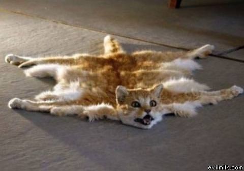 Cat Rug