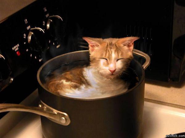 Cat Stew