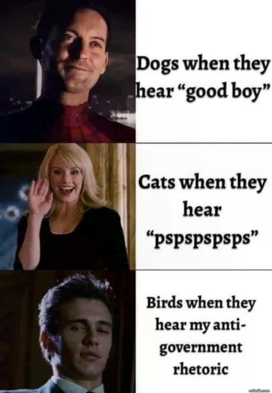 Cats And Dogs