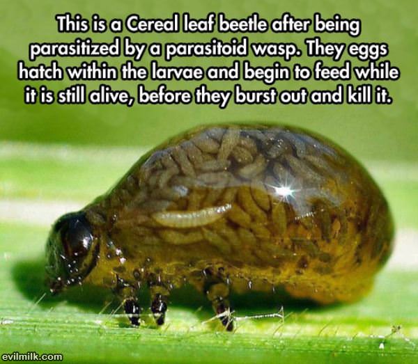 Cereal Leaf Beatle