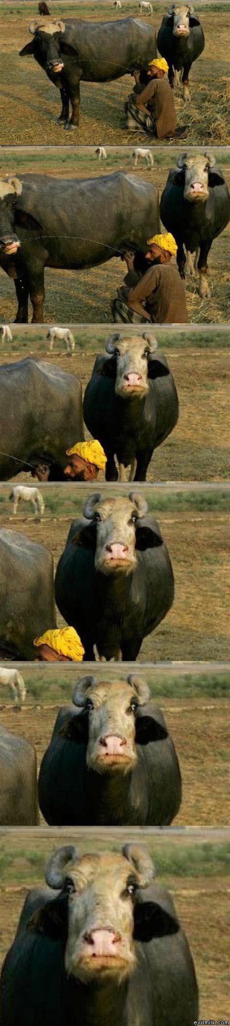 Cow Closeup