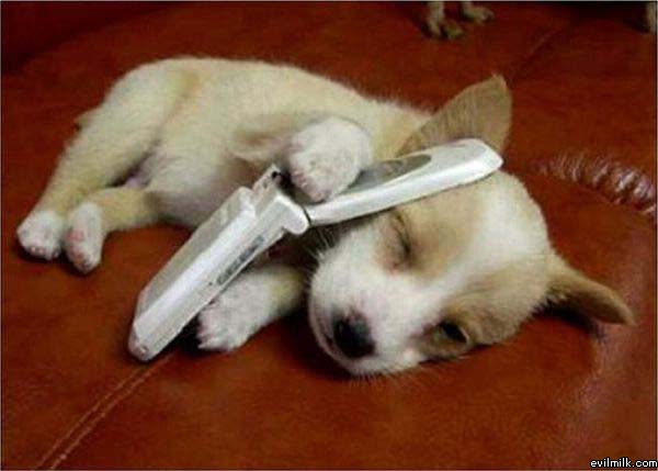 Cute Puppy On Cellphone