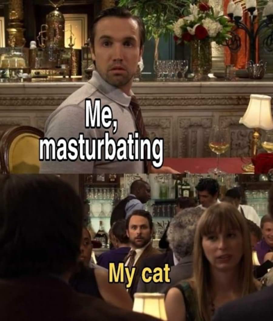 Damn Cats