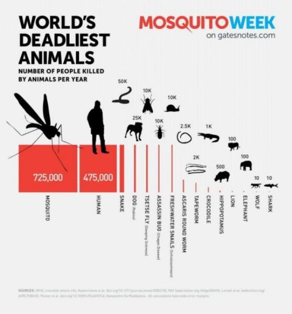 Deadliest Animals