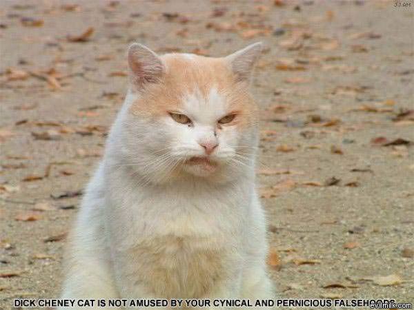 Dick Cheney Cat