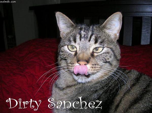 Dirty Sanchez Cat