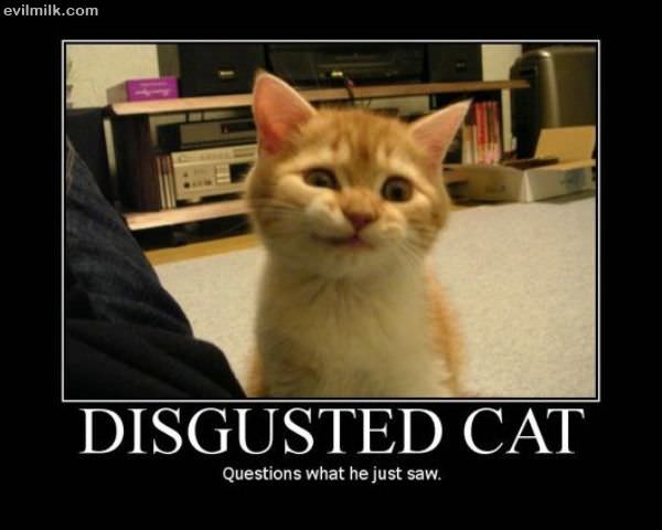 Disgusted Cat