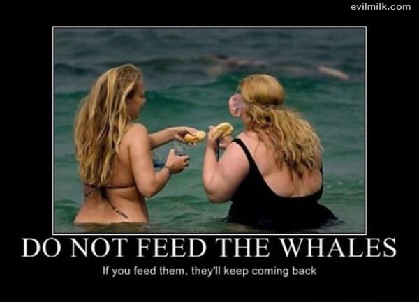 Do Not Feed The Whales