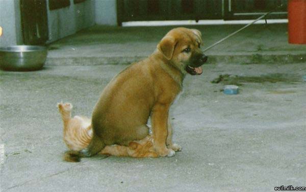 Dog Chair