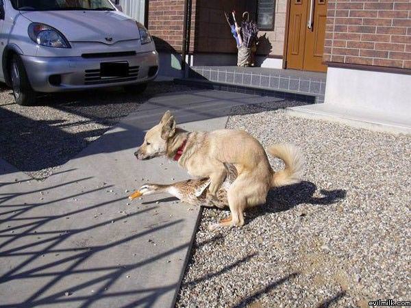 Dog Loves The Duck