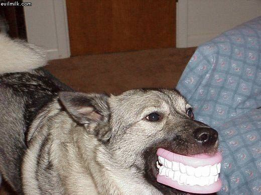 Dog Teeth