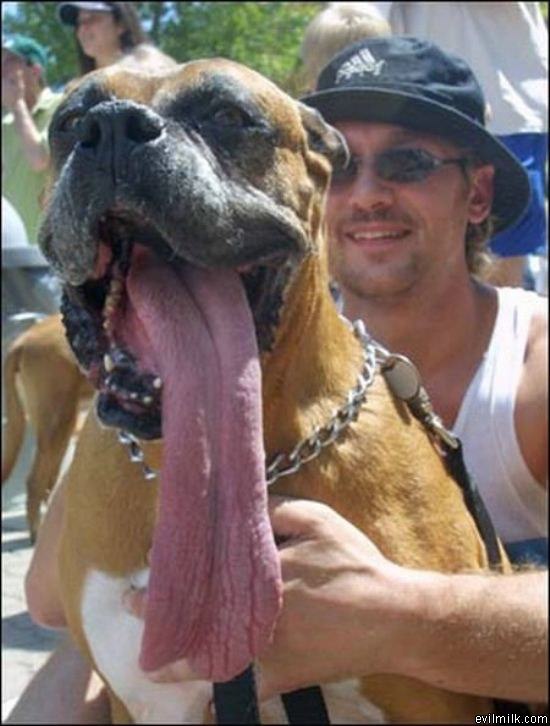 Dog Tongue