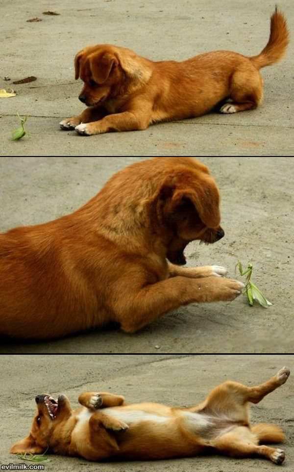 Dog Vs Mantis