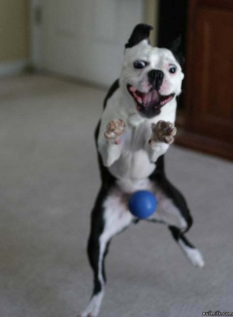 Dog Wants Ball