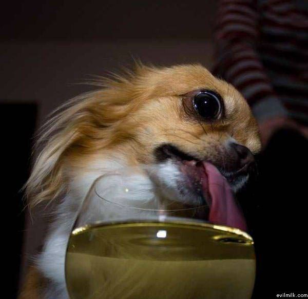 Dog Wino