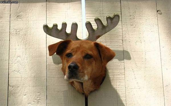 Dog With Antlers