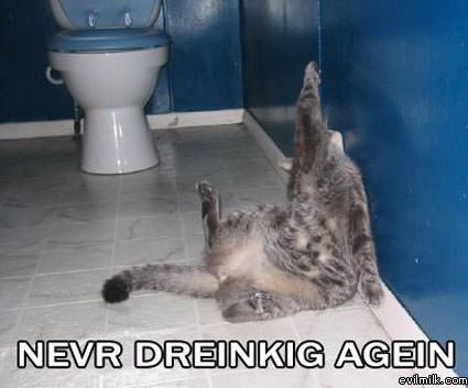 Drunk Cat