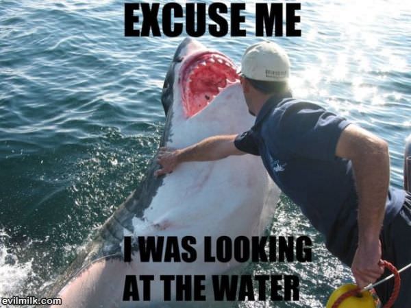 Excuse Me Shark