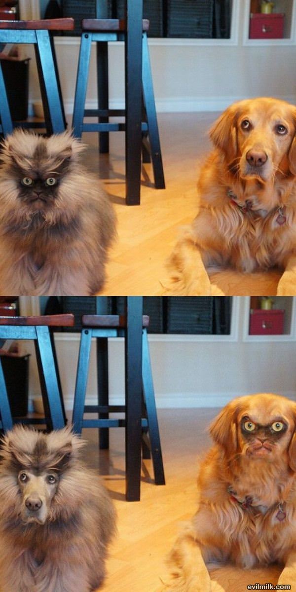 Face Swap