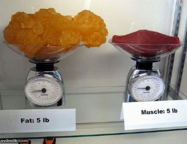 Fat Vs Muscle